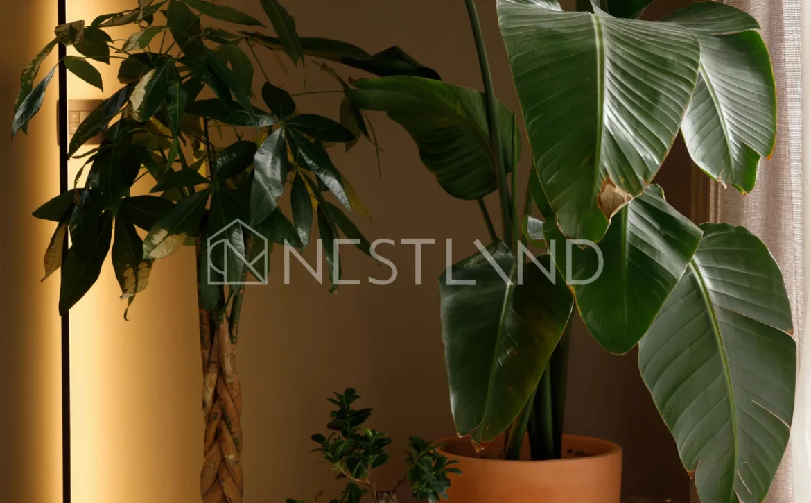 Indoor plants by a curtain, including a large potted bird-of-paradise, with warm lighting.