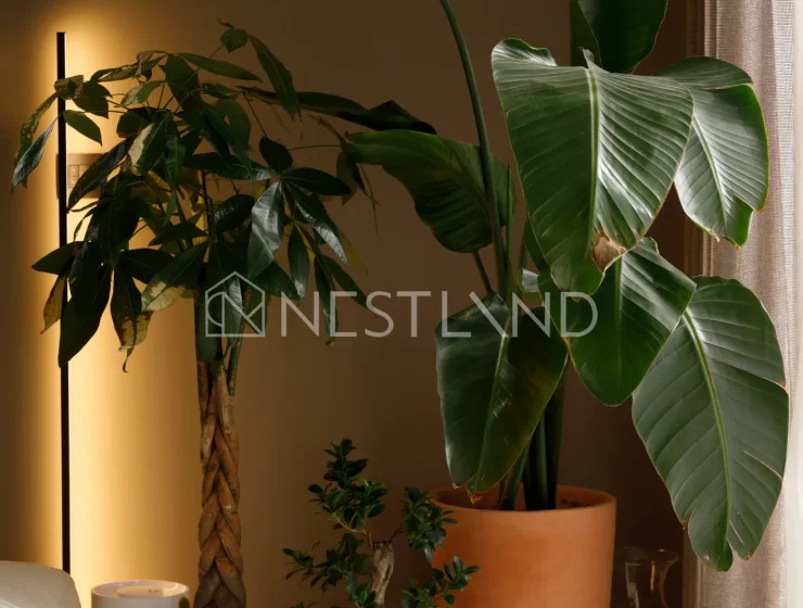 Indoor plants by a curtain, including a large potted bird-of-paradise, with warm lighting.